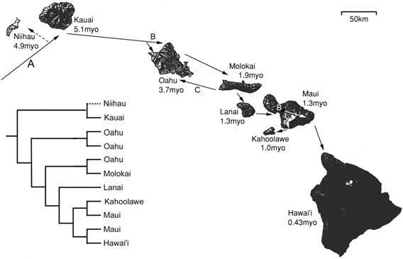 Area cladogram showing phylogenetic relationships of hypothetical insect taxa with taxon names replaced by their areas of endemism in the Hawai’ian archipelago.