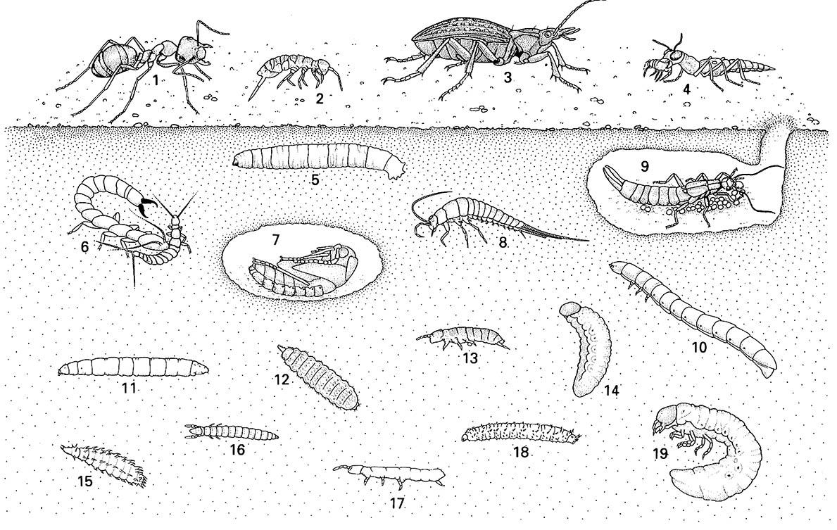 Diagrammatic view of a soil profile showing some typical litter and soil insects and other hexapods.