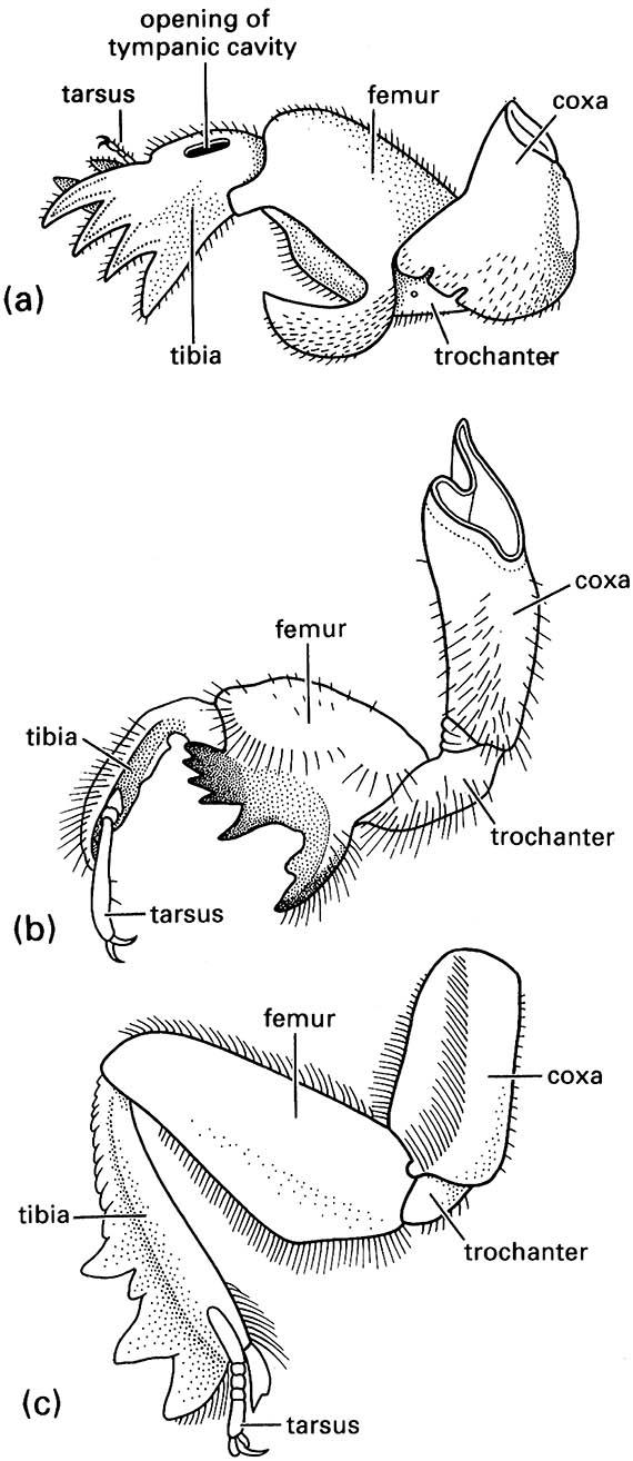 Fossorial fore legs of: