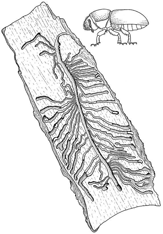 A plume-shaped tunnel excavated by the bark beetle  Scolytus unispinosus (Coleoptera: Scolytidae) showing eggs at the ends of a number of galleries; enlargement shows an adult beetle.