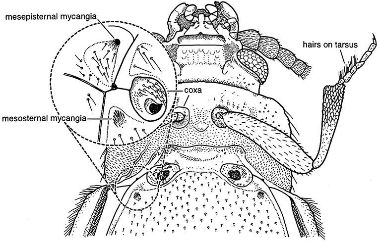 Underside of the thorax of the beetle Henoticus serratus (Coleoptera: Cryptophagidae) showing the depressions, called mycangia, which the beetle uses to transport fungal material that inoculates new substrate on recently burnt wood.