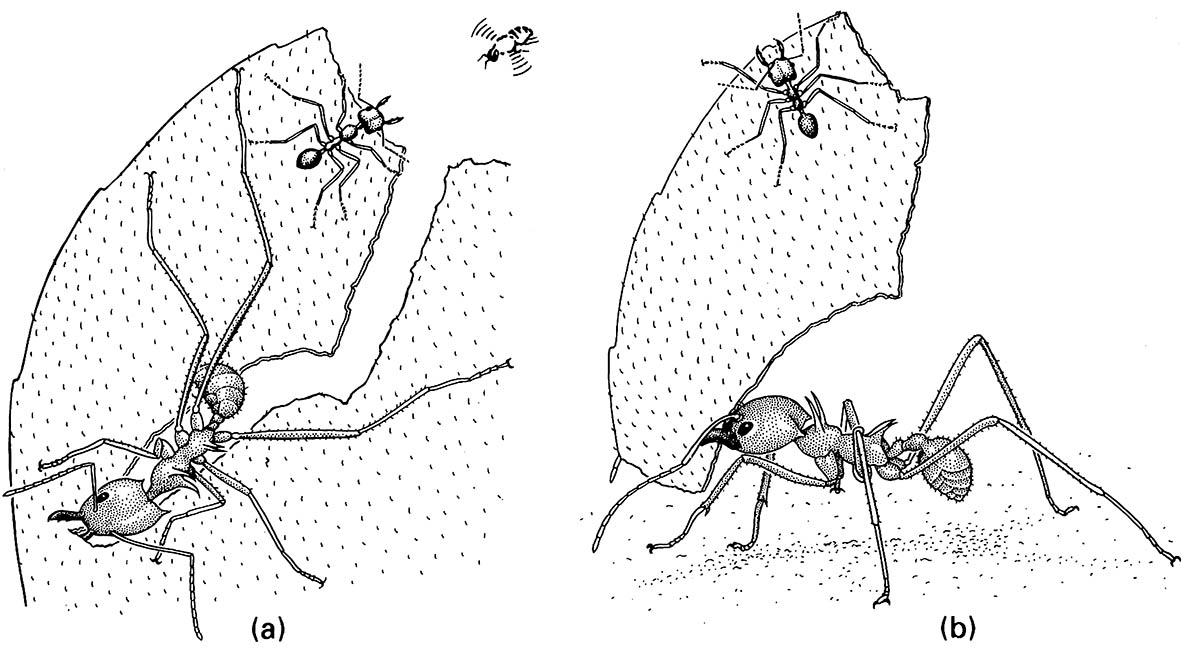 The fungus gardens of the leaf-cutter ant, Atta cephalotes (Formicidae), require a constant supply of leaves.