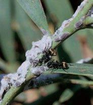 Mealybugs of an undescribed Planococcus species (Hemiptera: Pseudococcidae) on an Acacia stem attended by ants of a Polyrhachis species (Hymenoptera: Formicidae), coastal Western Australia.