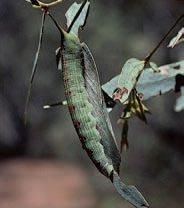 A camouflaged late-instar caterpillar of Plesanemma fucata (Lepidoptera: Geometridae) on a eucalypt leaf in eastern Australia.