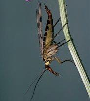A female of the scorpionfly Panorpa communis (Mecoptera: Panorpidae) from the UK.
