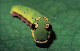 A snake-mimicking caterpillar of the spicebush swallowtail, Papilio troilus (Lepidoptera: Papilionidae), from New Jersey, USA.
