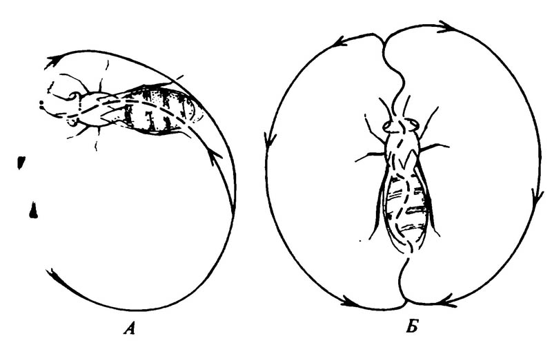 Танцы медоносной пчелы Apis mellifera