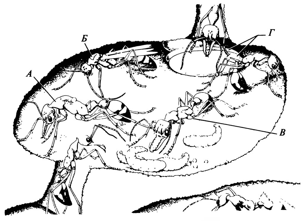 Колония примитивного австралийского муравья-бульдога (Myrmecia gulosa), строящего своё гнездо в земле