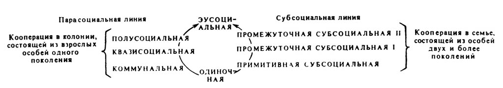 Две линии развития эусоциальной организации у общественных насекомых — парасоциальной и субсоциальной