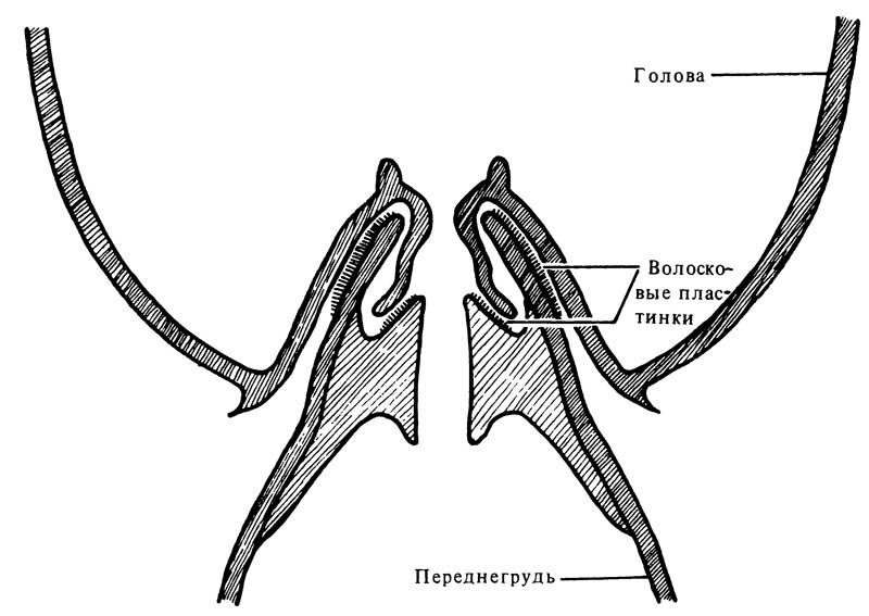 Схематическое изображение поперечного разреза через голову и переднегрудь муравья Formica polyctena