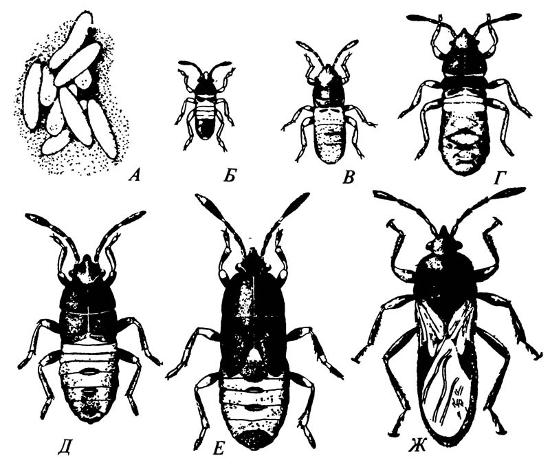 Постепенный метаморфоз (неполное превращение) у Hemiptera