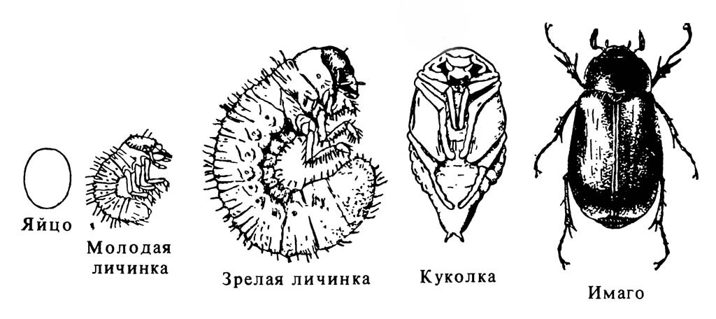 Полный метаморфоз (полное превращение) у жука Phyllophaga sp.