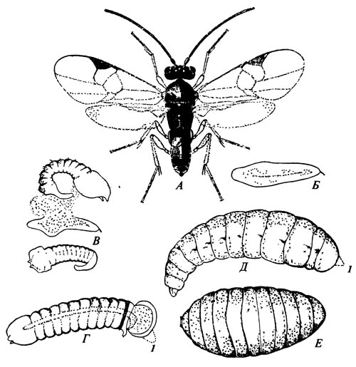Гиперметаморфоз у паразитического перепончатокрылого Apanteles melanoscelus