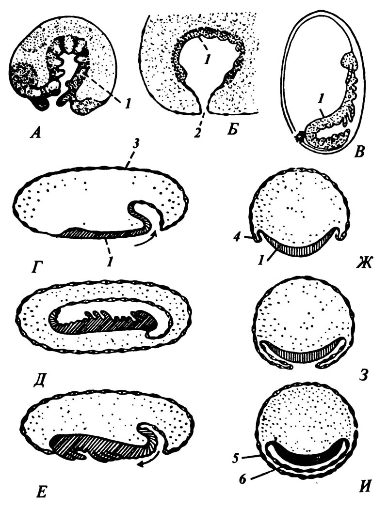 Схематические рисунки, демонстрирующие положение и перемещения зародыша внутри яйца, происходящие тремя способами