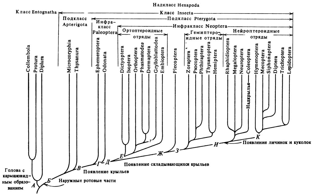 Схема предполагаемого филогенеза отрядов энтогнат и насекомых