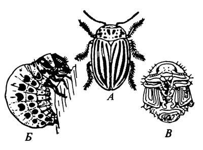 Колорадский картофельный жук Leptinotarsa decemlineata