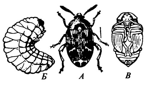 Гороховая зерновка Bruchus pisorum