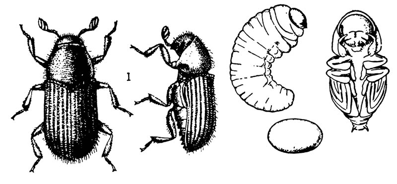 Короед Phloeotribus limnaris