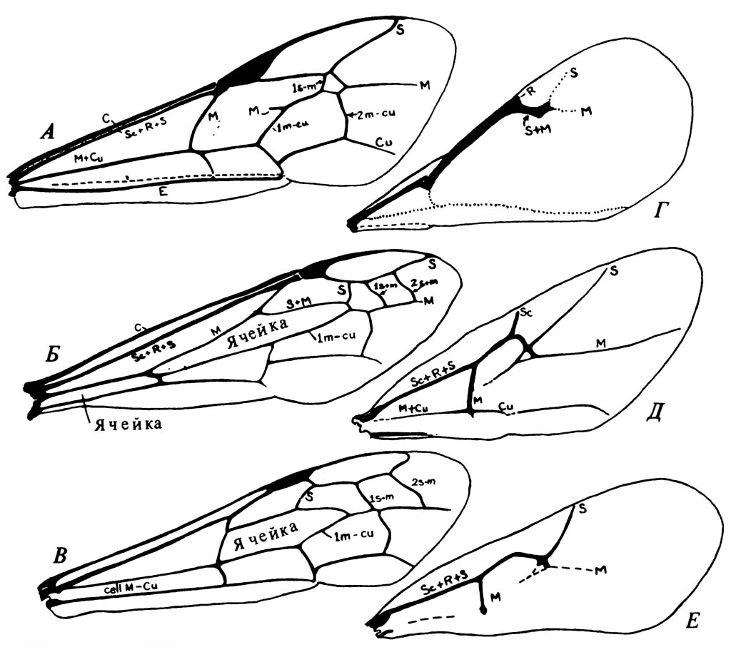 Крылья Hymenoptera