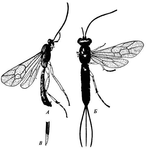 Наездник Glypta rufiscutellaria