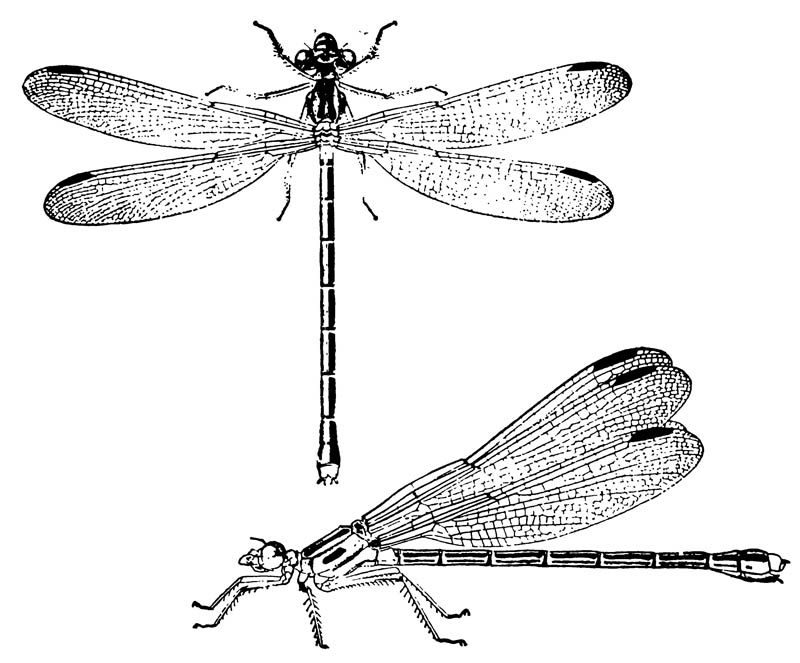 Равнокрылая стрекоза Archilestes californica