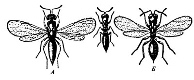 А. Пшеничная галловая изозома Harmolita tritici