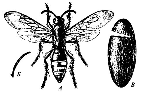 Оса-сколия Scolia dubia