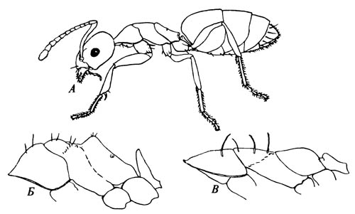 Вид сбоку муравьёв, у которых хорошо заметна спинная чешуйка на стебельке