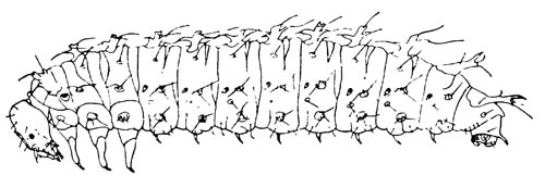 Личинка Apterobittacus apterus