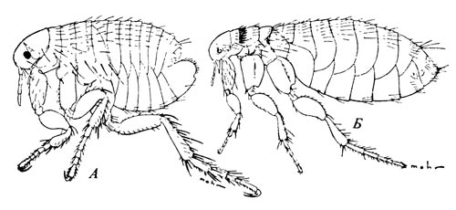 Два обычных вида блох