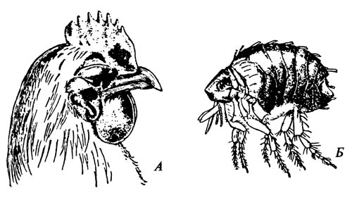 Блоха домашней птицы Echidnophaga gallinacea