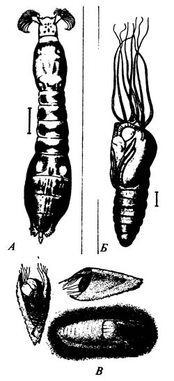 А. Личинка мошки Simulium johannseni