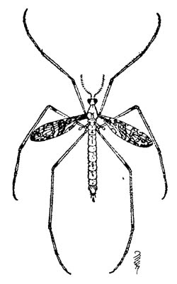 Взрослая самка комара-долгоножки Epiphragma fascipennis