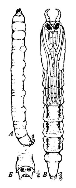 Epiphragma