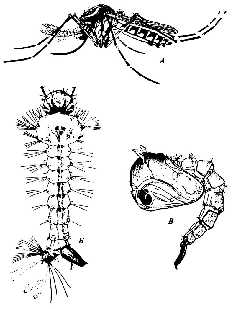 Жёлтый малярийный комар Aedes aegypti