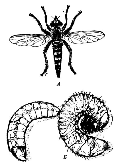 Ктырь Promachus vertebratus