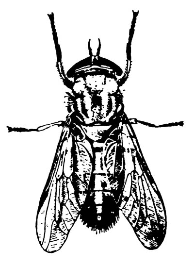 Слепень Tabanus lineolus