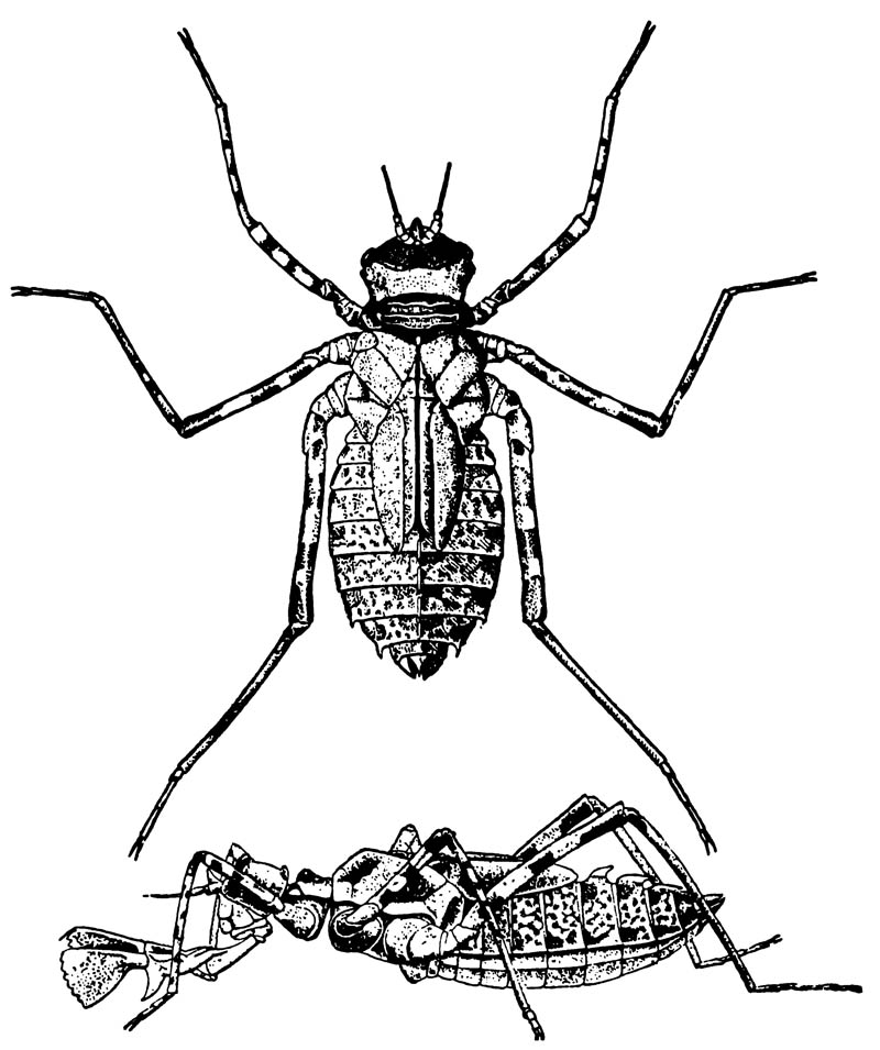 Нимфа разнокрылой стрекозы Macromia magnified