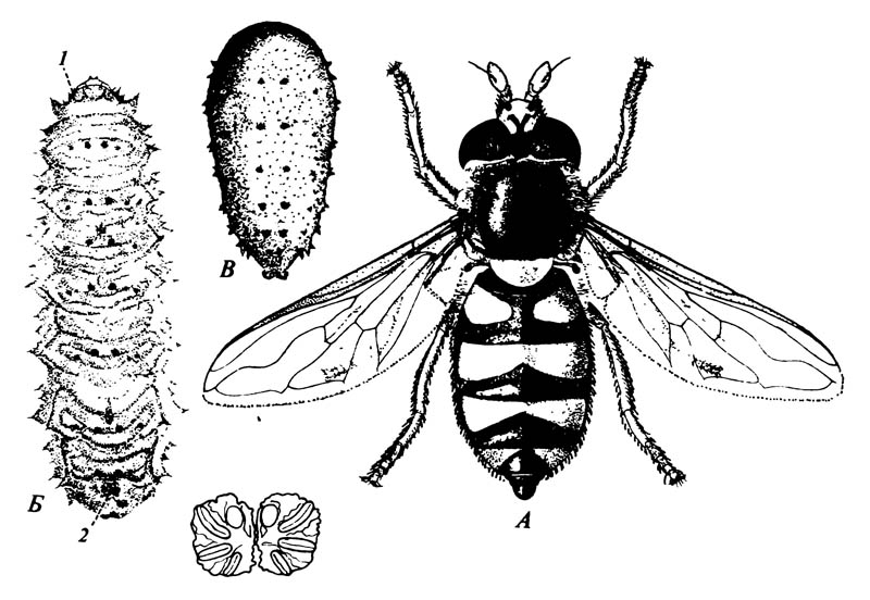 Муха-журчалка Didea fasciata