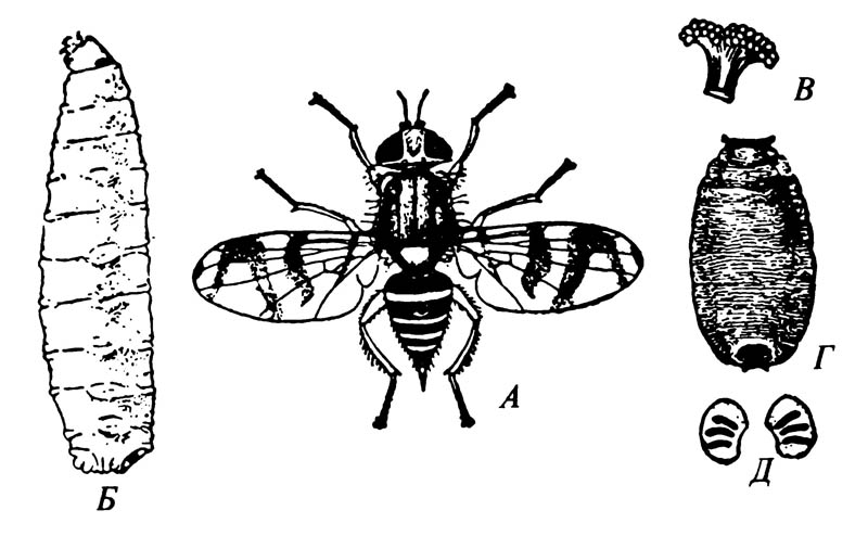 Вишнёвая муха Rhagoletis cingulata