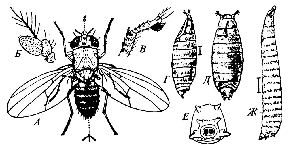 Плодовая мушка Drosophila melanogaster