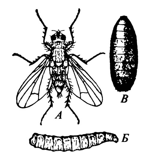 Стадии жизненного цикла луковой мухи Hylemya antiqua
