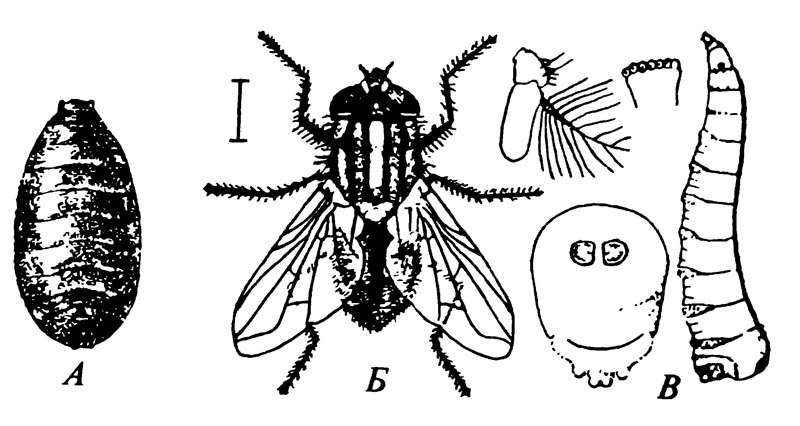 Стадии развития комнатной мухи Musca domestica