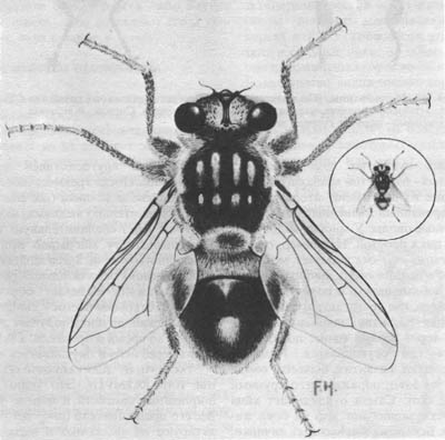 Имаго обычного подкожного овода крупного рогатого скота — Hypoderma lineatum