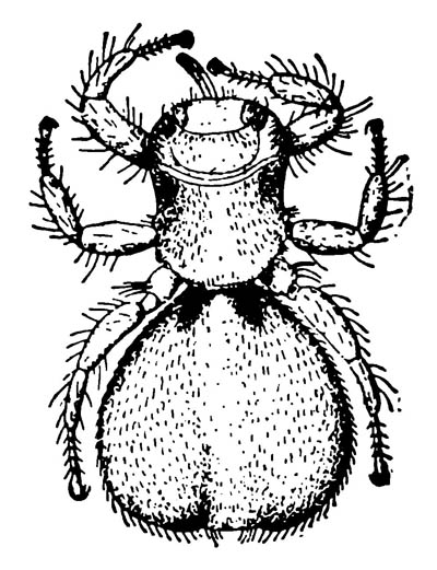 Овечий рунец Melophagus ovinus