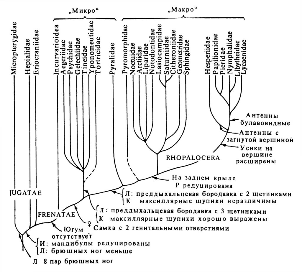 Упрощённое филогенетическое древо отряда Lepidoptera