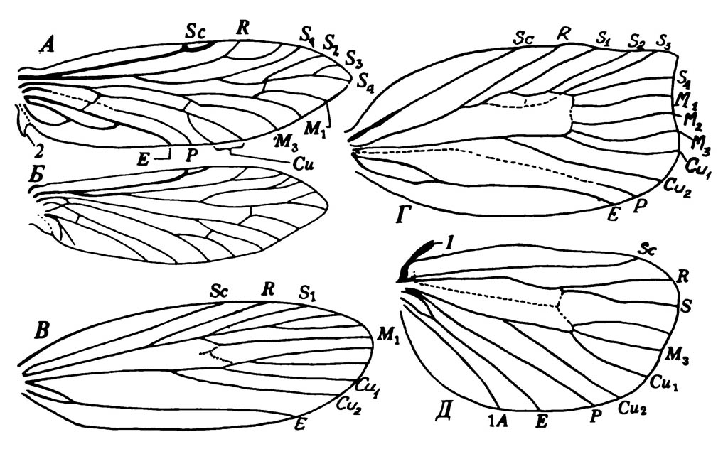 Крылья Lepidoptera