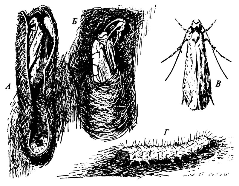 Шубная моль Tinea pellionella