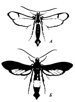 Стеклянница персиковая Sanninoidea exitiosa