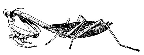 Богомол Stagmomantis Carolina